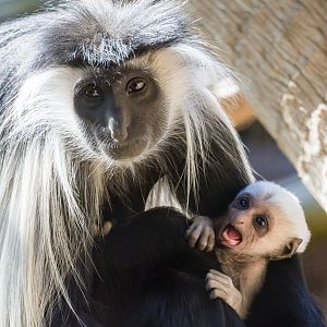 Two week old Angolan Colobus Monkey
