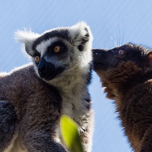 Interspecies grooming in Africa Rocks