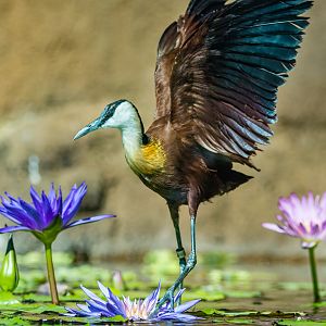 African Jacana walking on the lily pads.