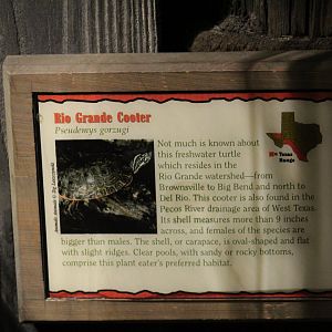 Rio Grande Cooter