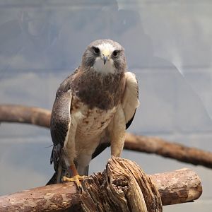 Swainson's Hawk