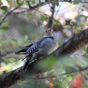 Red-Bellied Woodpecker