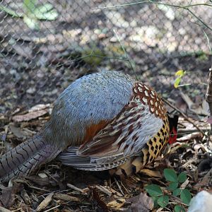 Ring-Necked Pheasant
