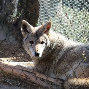 Texas Plains Coyote