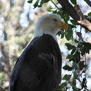 Northern Bald Eagle
