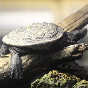 Texas Diamondback Terrapin