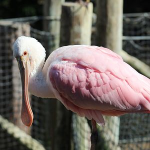 Roseate Spoonbill
