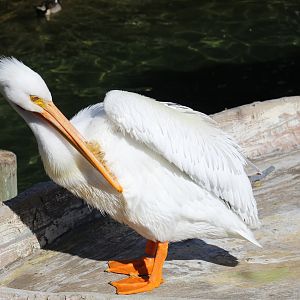 American White Pelican