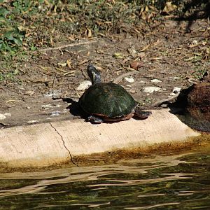 Texas River Cooter??