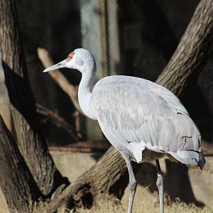 Florida Sandhill Crane