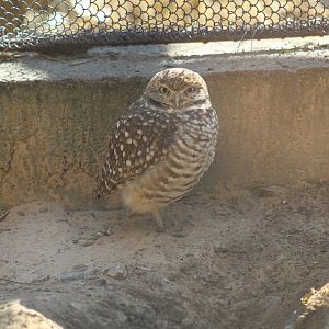Burrowing Owl