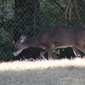 Texas White-Tailed Deer
