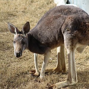 Red Kangaroo