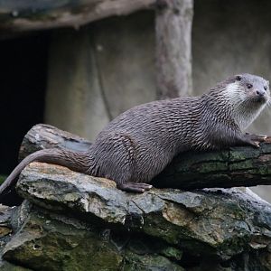 European Otter
