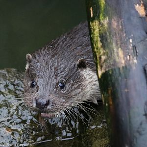 European Otter Eating a Fish