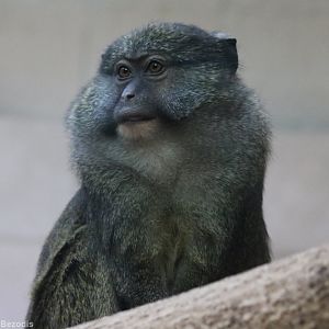 Allen's Swamp Monkey