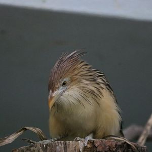 Guira Cuckoo (new for the zoo)