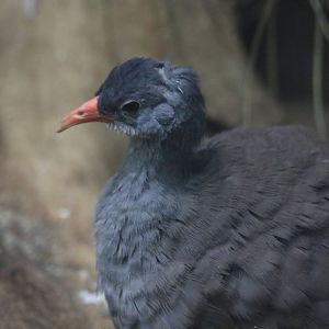 Tataupa Tinamou (new for the zoo)