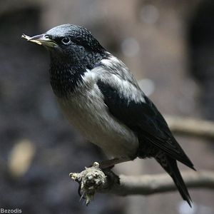 Rosy Starling (new for the zoo)