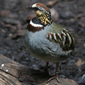 White-necklaced Partridge (newly on show)
