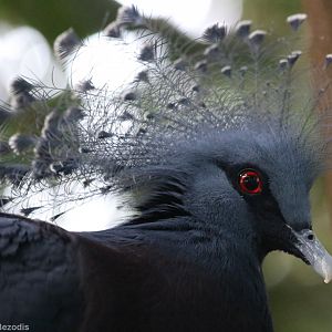 Victoria Crowned-pigeon