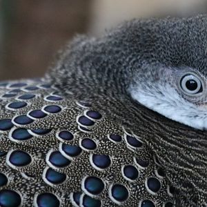 Grey Peacock-pheasant