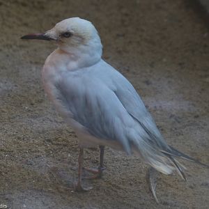 New Gull Species - Possibly Slender-billed?