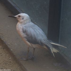 New Gull Species - Possibly Slender-billed?