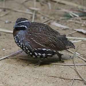 Madagascar Partridge (new for the zoo)