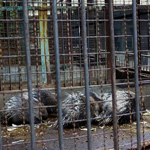 Malayan porcupine