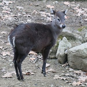 tufted deer (Elaphodus cephalophus)