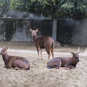 sambar