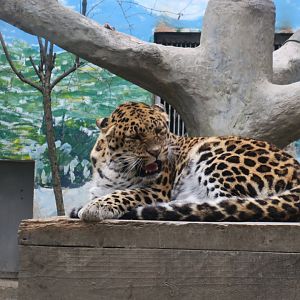 leopard