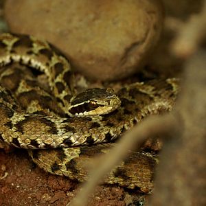 Short-tailed mamushi