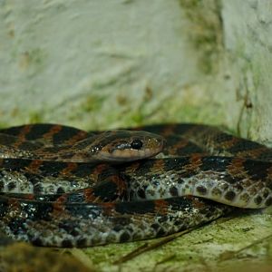 Red banded odd-toothed snake