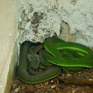 Bamboo Pitviper