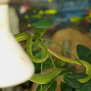 Bamboo Pitviper