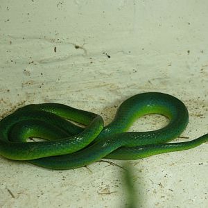 Green snake