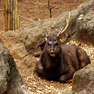 Sambar deer
