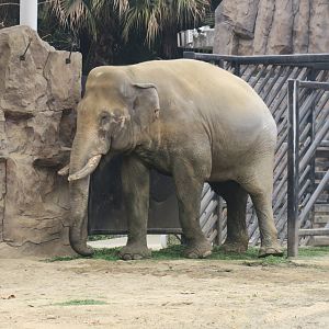 Asian elephant