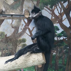 François' langur