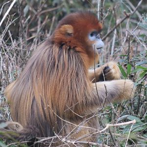 golden snub-nosed monkey