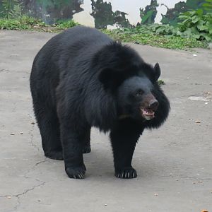 Asiatic black bear