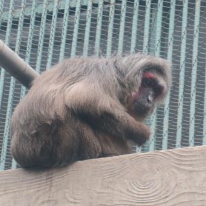 stump-tailed macaque (Macaca arctoides)