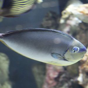 Vlaming's Unicornfish
