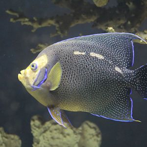 Semicircle Angelfish