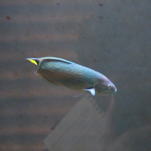 Moon Wrasse