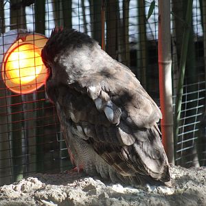 Verreaux's Eagle-Owl