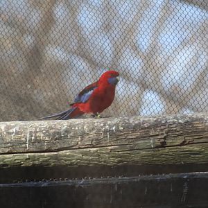 Crimson Rosella