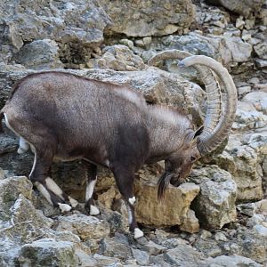 Nubian Ibex